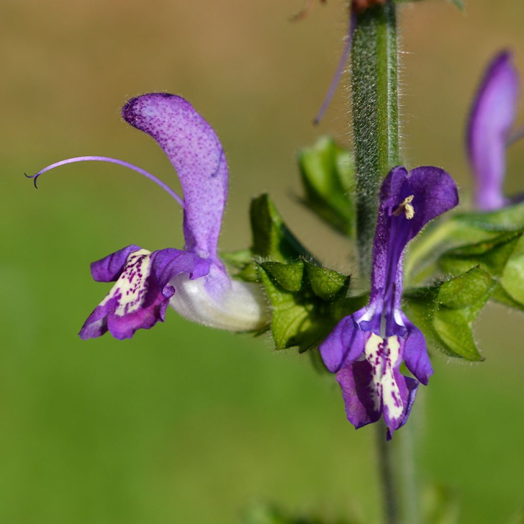 Sauge - Salvia forsskaolei 