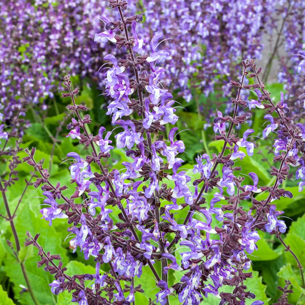 Sauge - Salvia forsskaolei 
