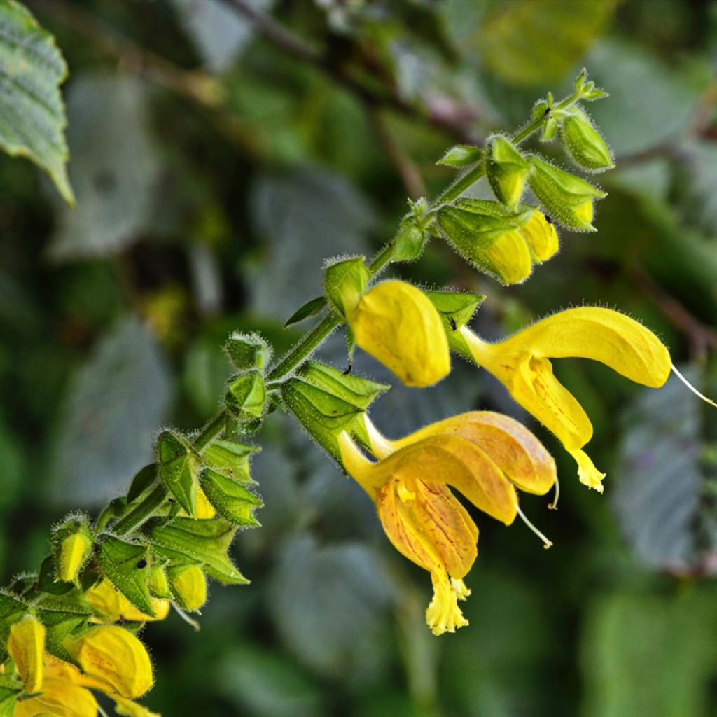 Sauge - Salvia glutinosa