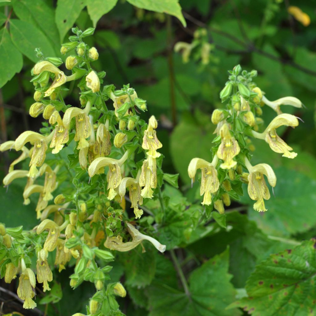 Sauge - Salvia glutinosa