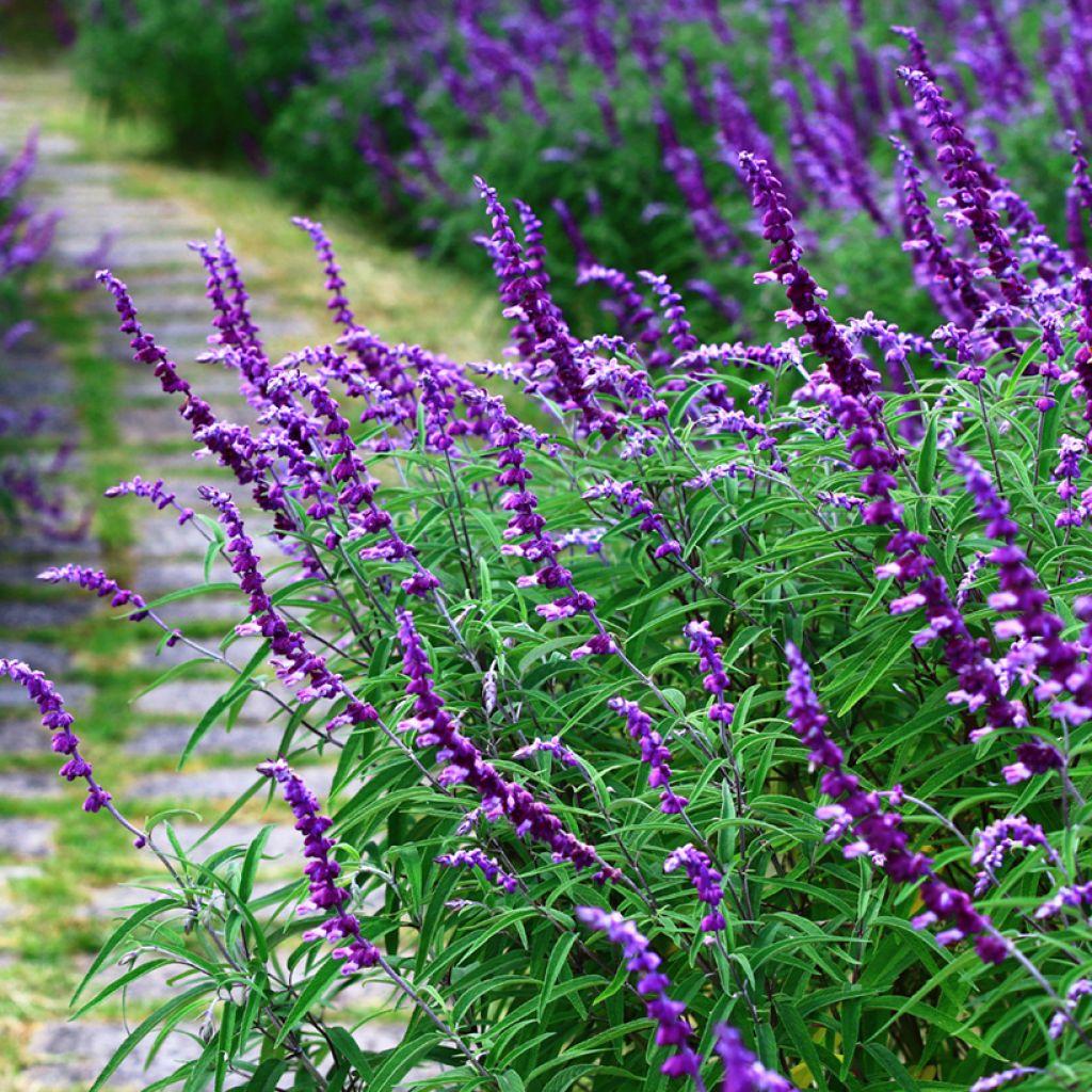 Sauge - Salvia leucantha
