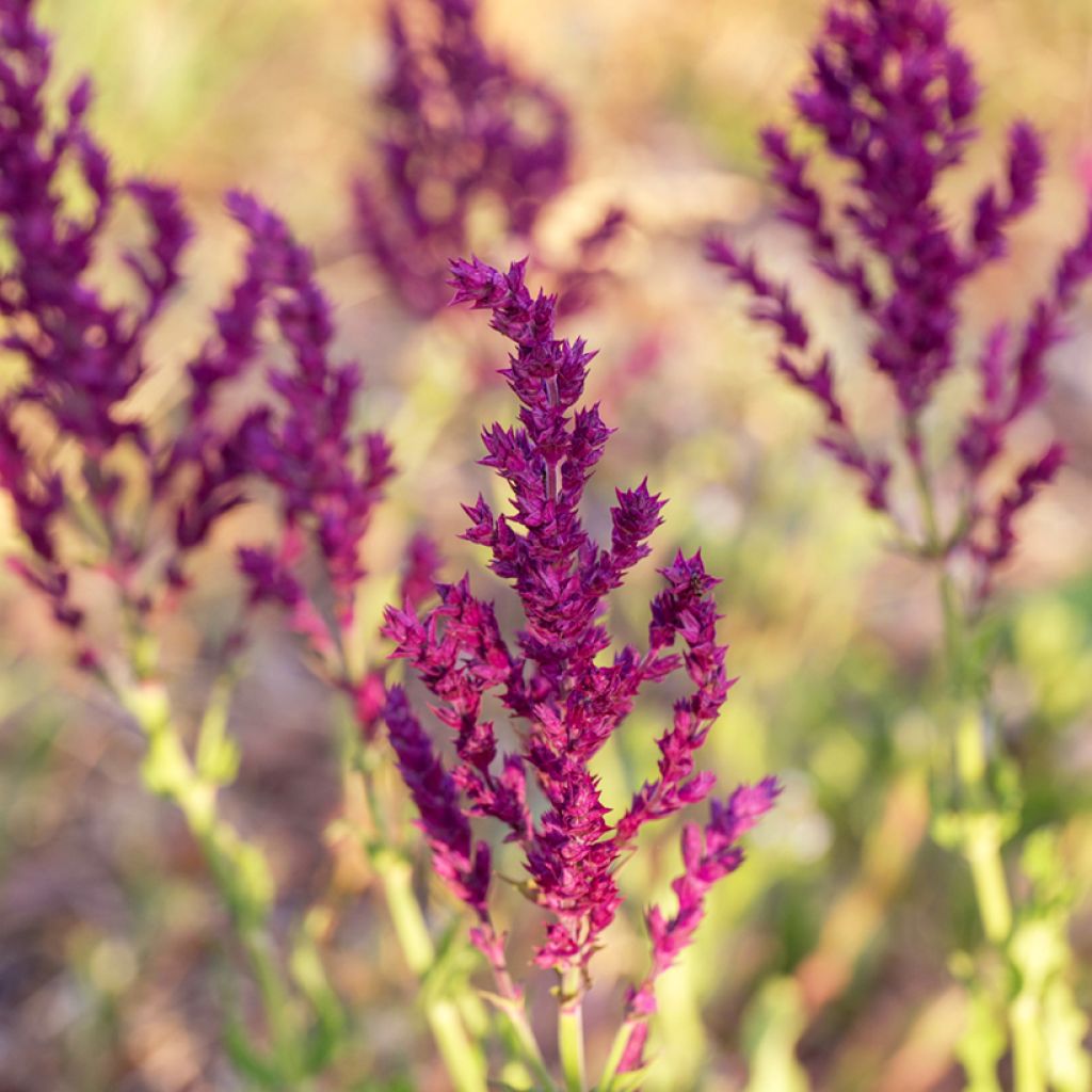 Sauge - Salvia nemorosa Schwellenburg