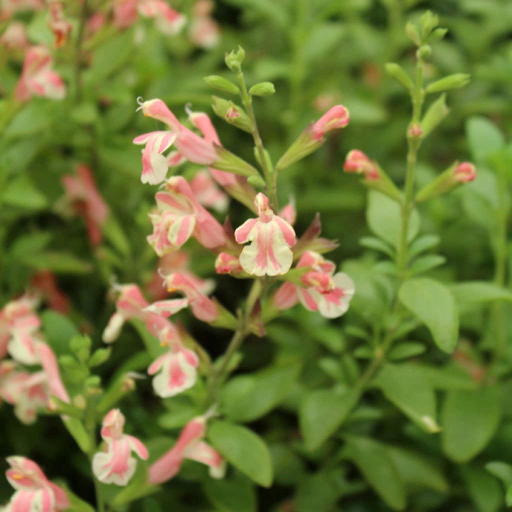 Sauge arbustive Belle de Loire - Salvia jamensis