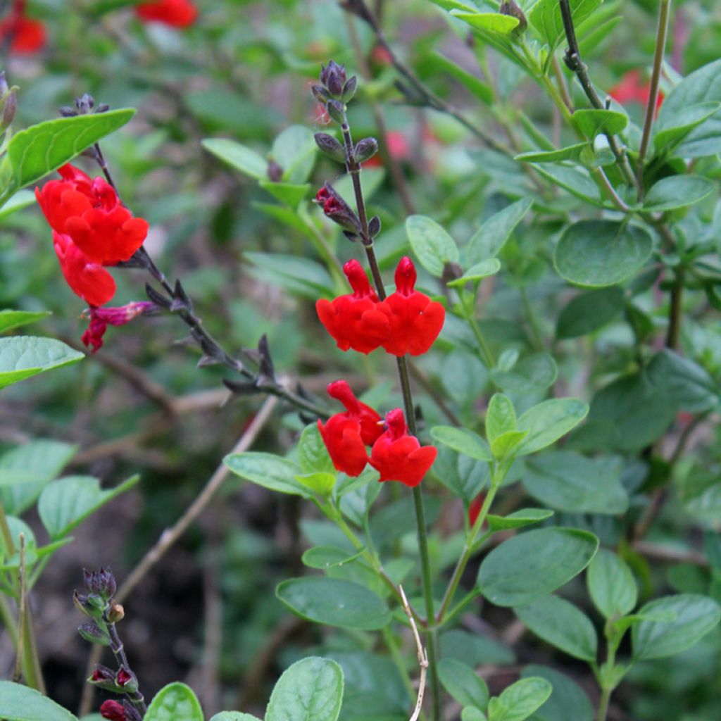 Sauge arbustive - Salvia microphylla Royal Bumble