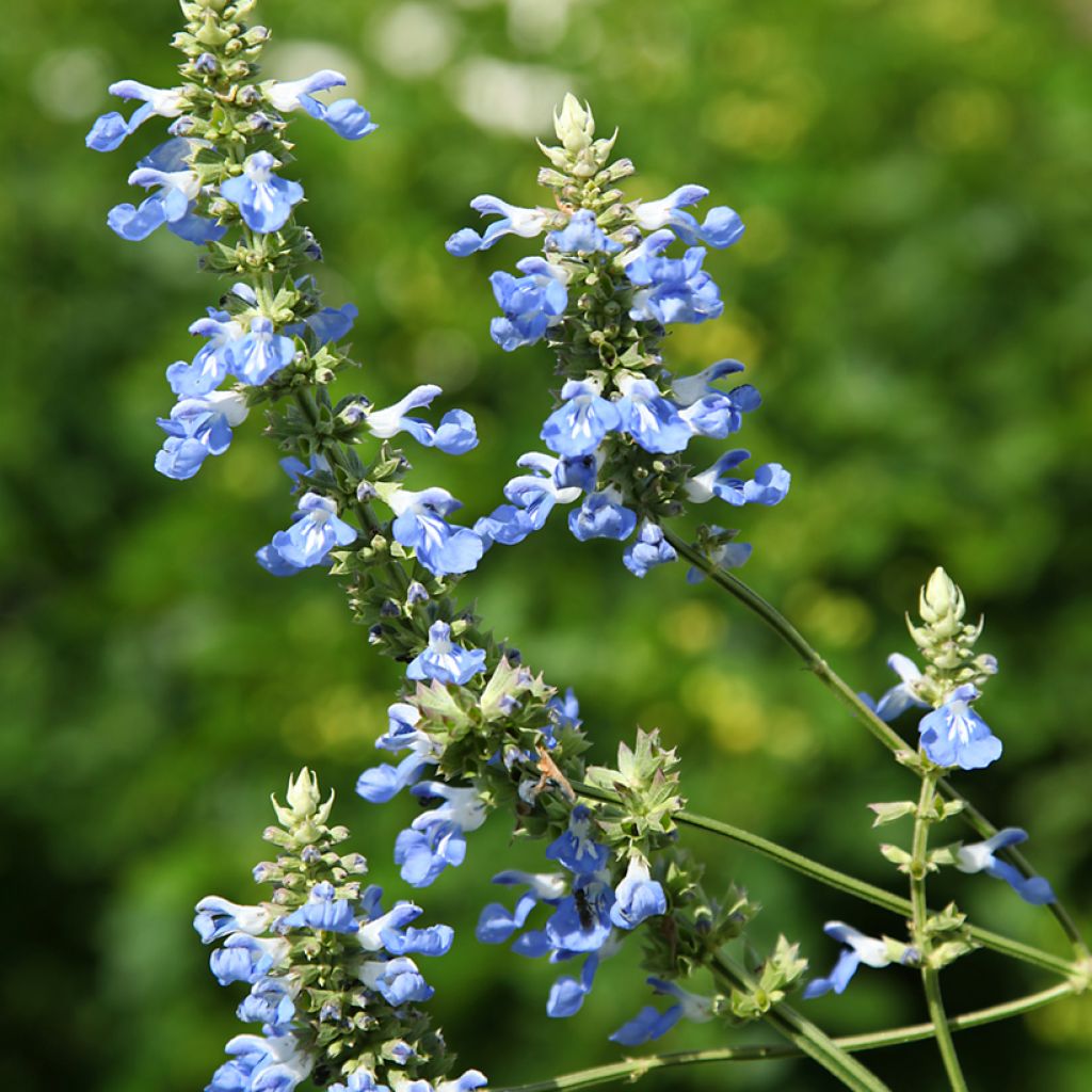 Sauge des marais - Salvia uliginosa