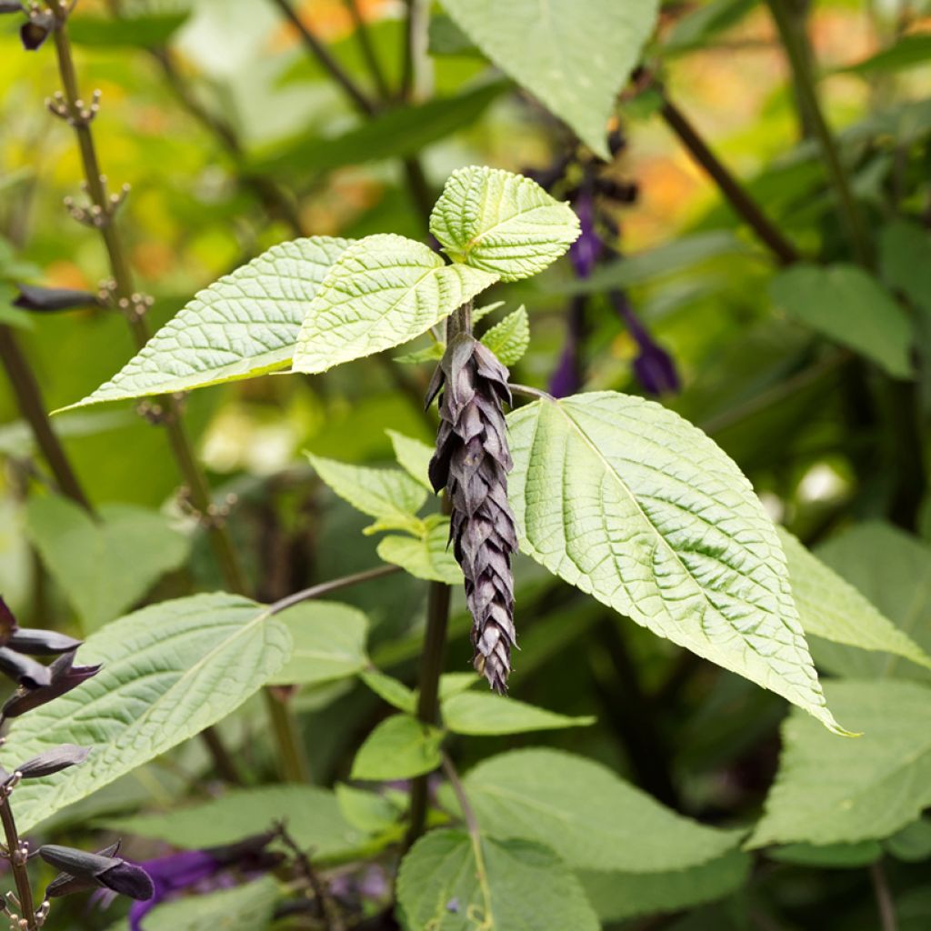 Sauge hybride Amistad violet - Salvia (x) guaranitica