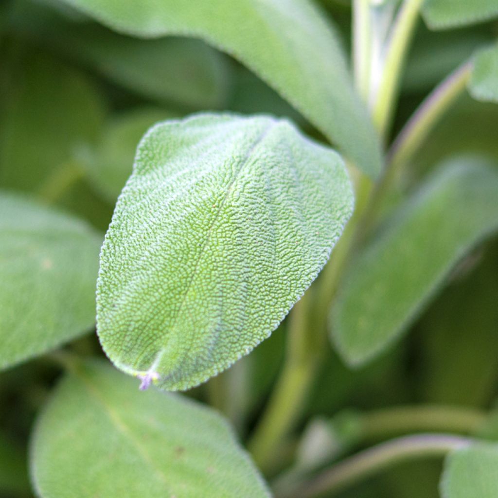 Sauge officinale Grower's Friend en plants