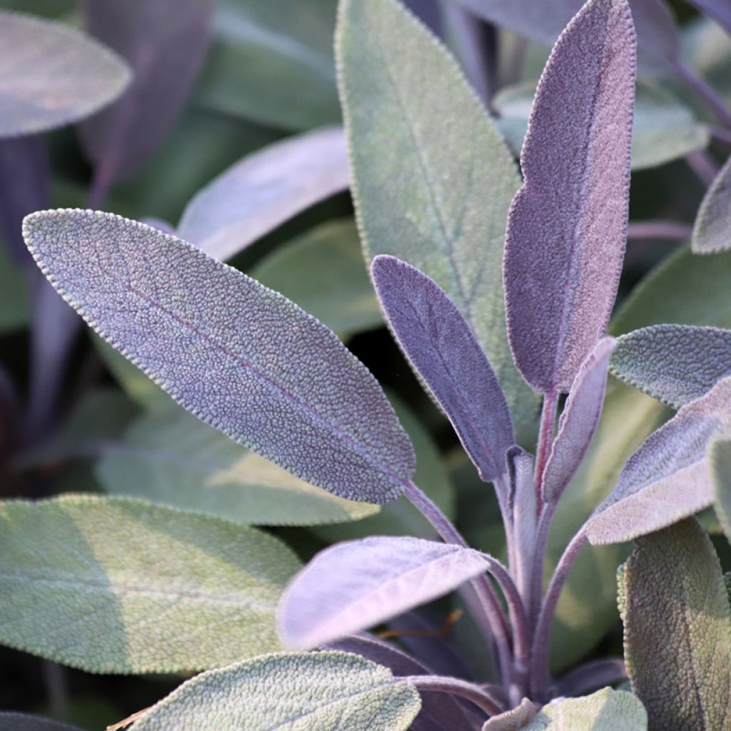 Sauge officinale Purpurascens - Sauge pourpre