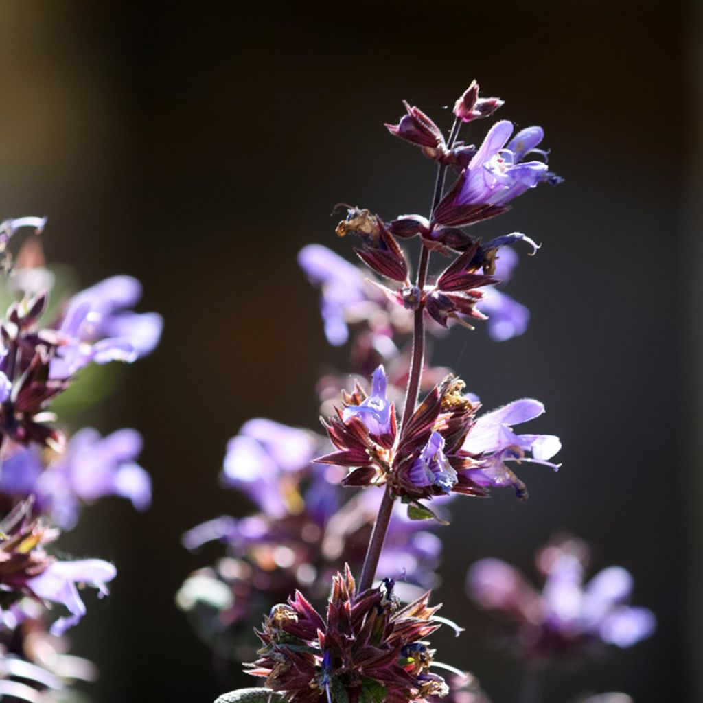 Sauge officinale Purpurascens - Sauge pourpre