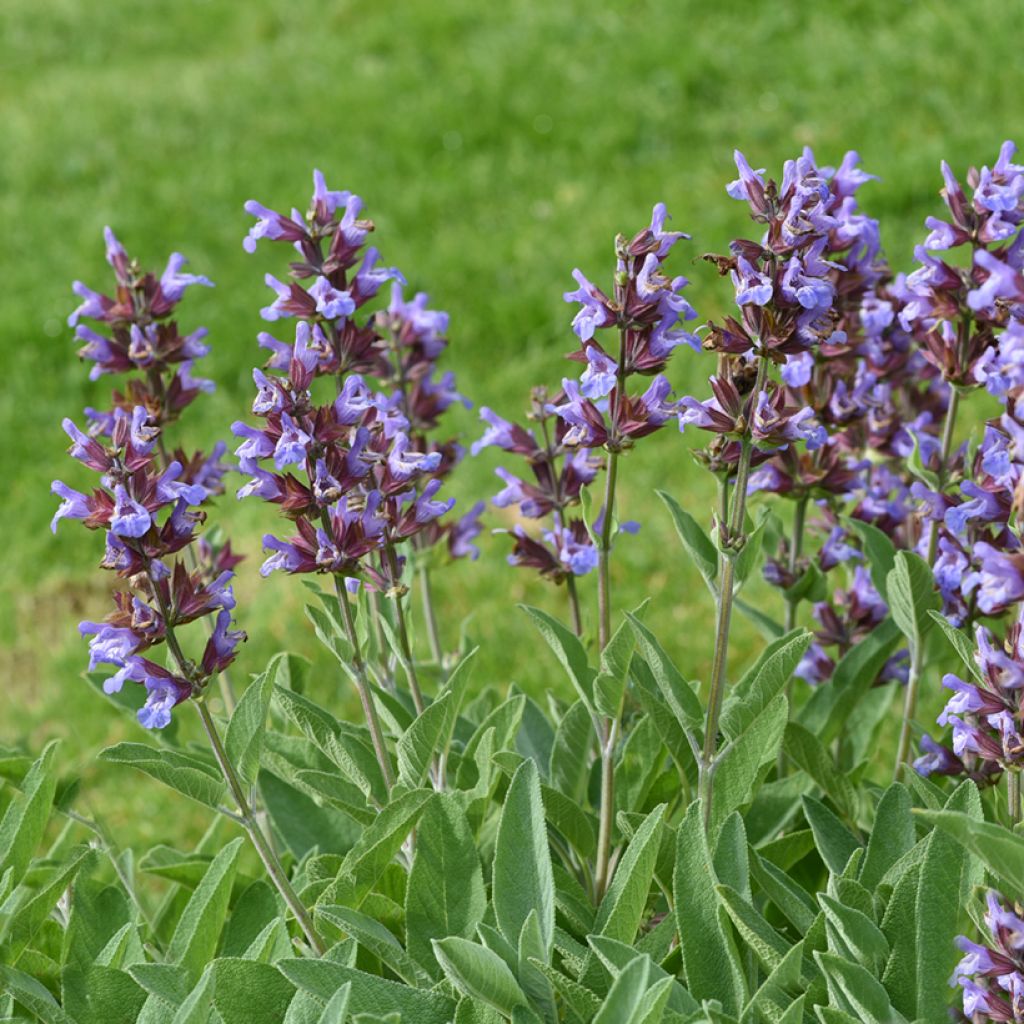 Sauge officinale - Salvia officinalis