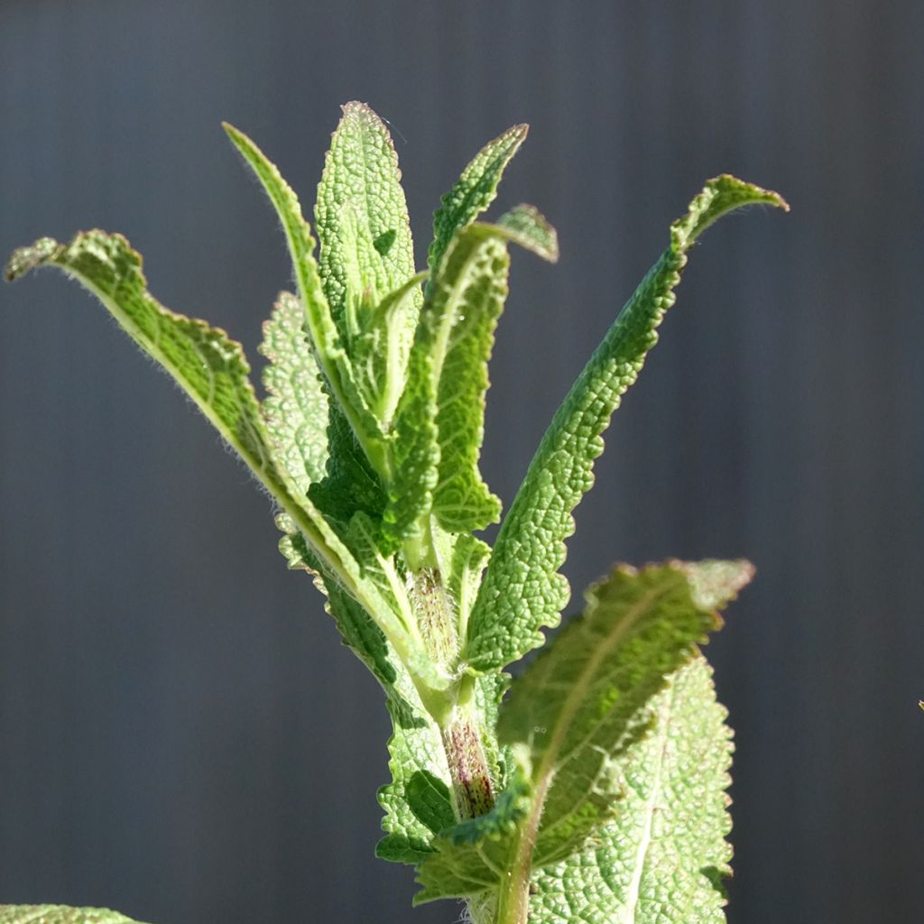 Sauge - Salvia nemorosa Caradonna