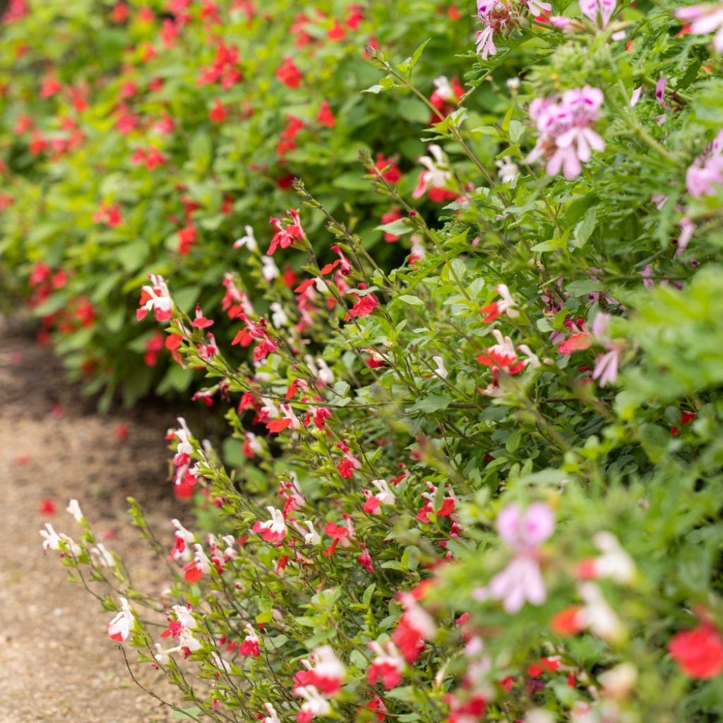 Sauge arbustive - Salvia microphylla Hot Lips