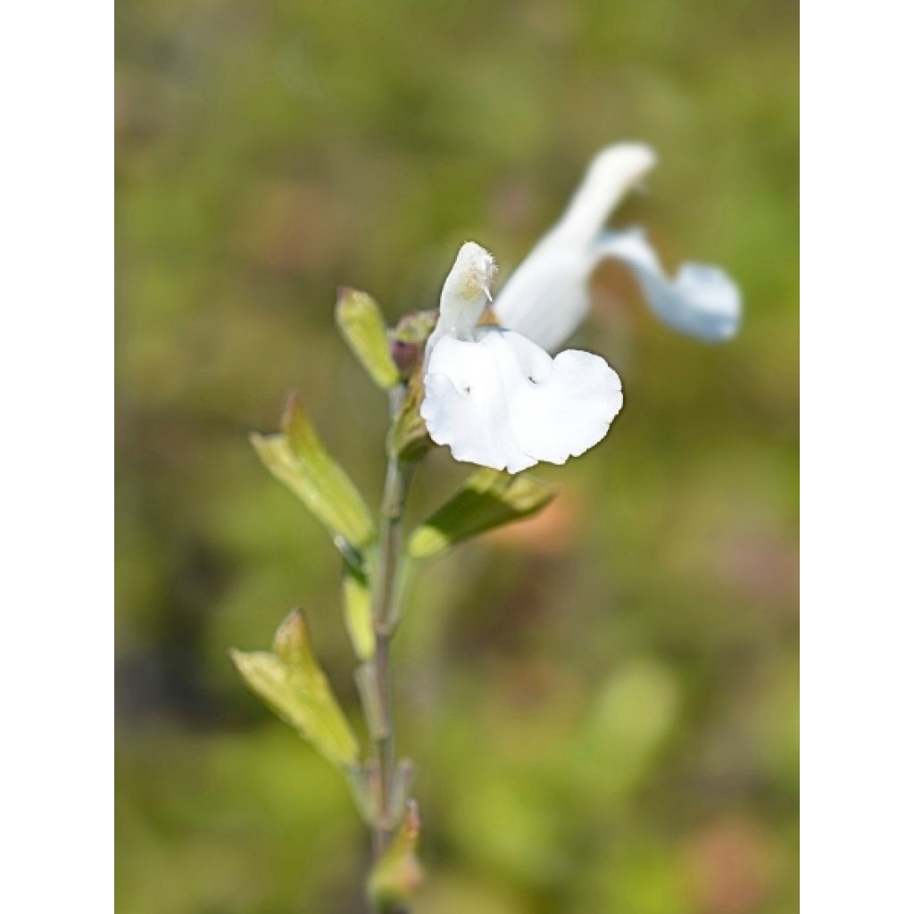 Sauge arbustive Gletsjer - Salvia microphylla