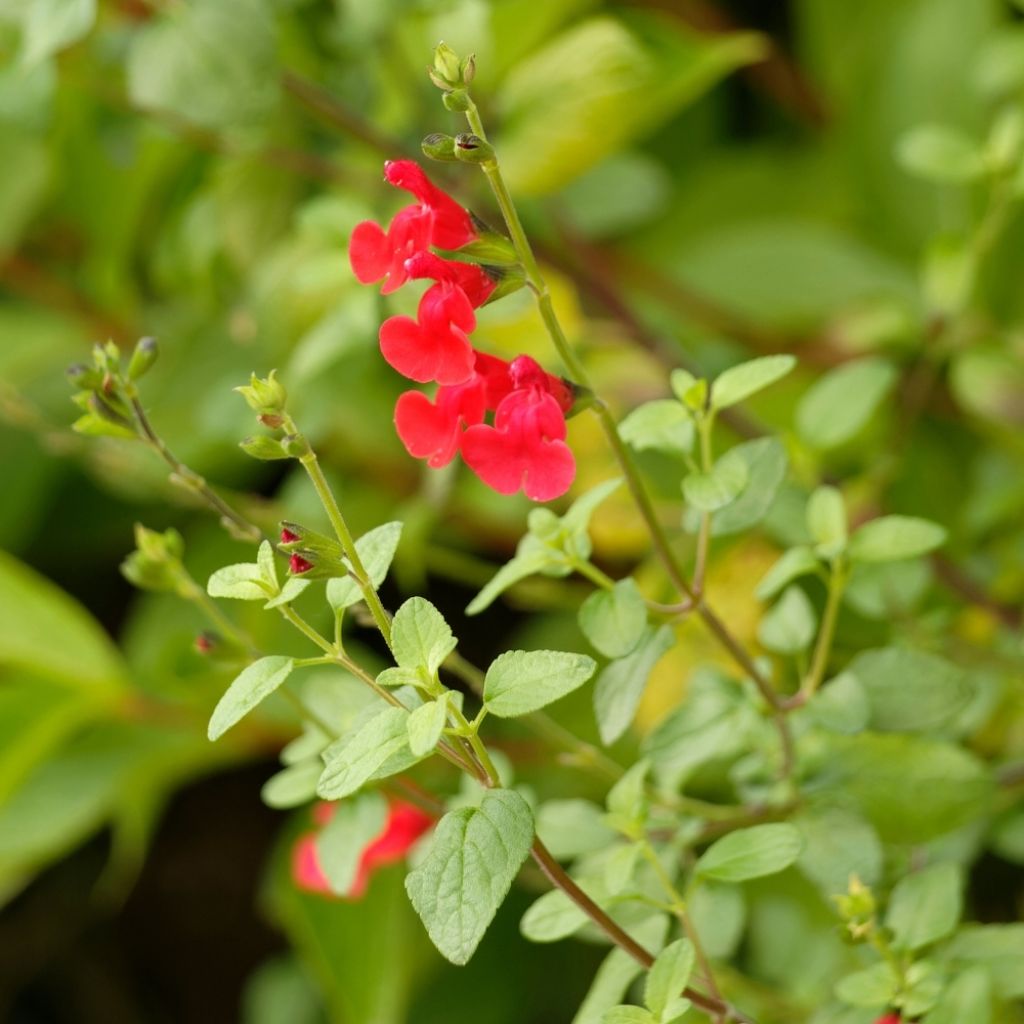 Sauge arbustive - Salvia microphylla grahamii