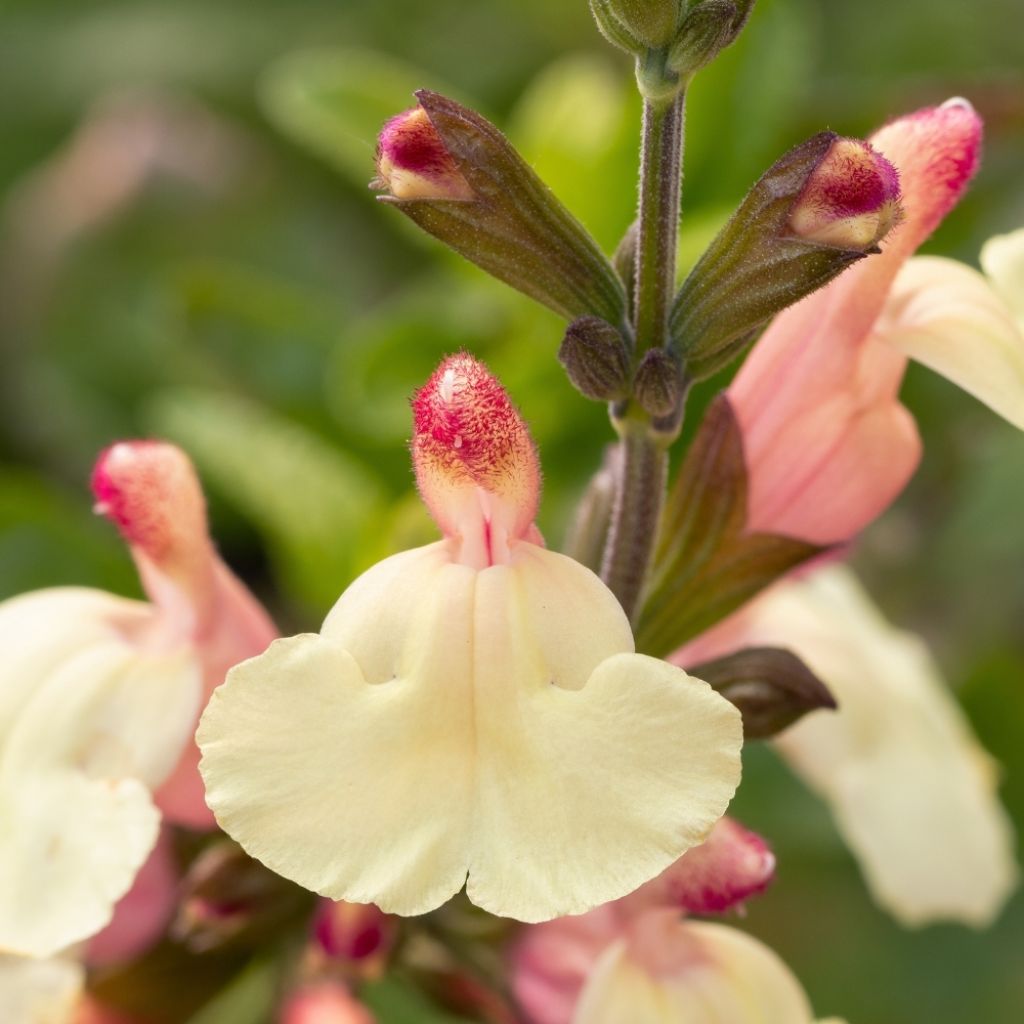 Sauge arbustive Melen - Salvia jamensis