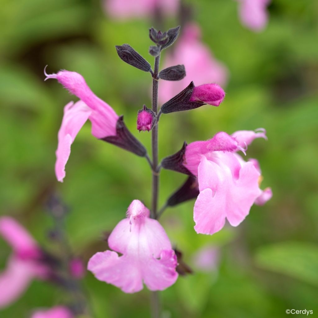 Sauge arbustive Malabar - Salvia jamensis