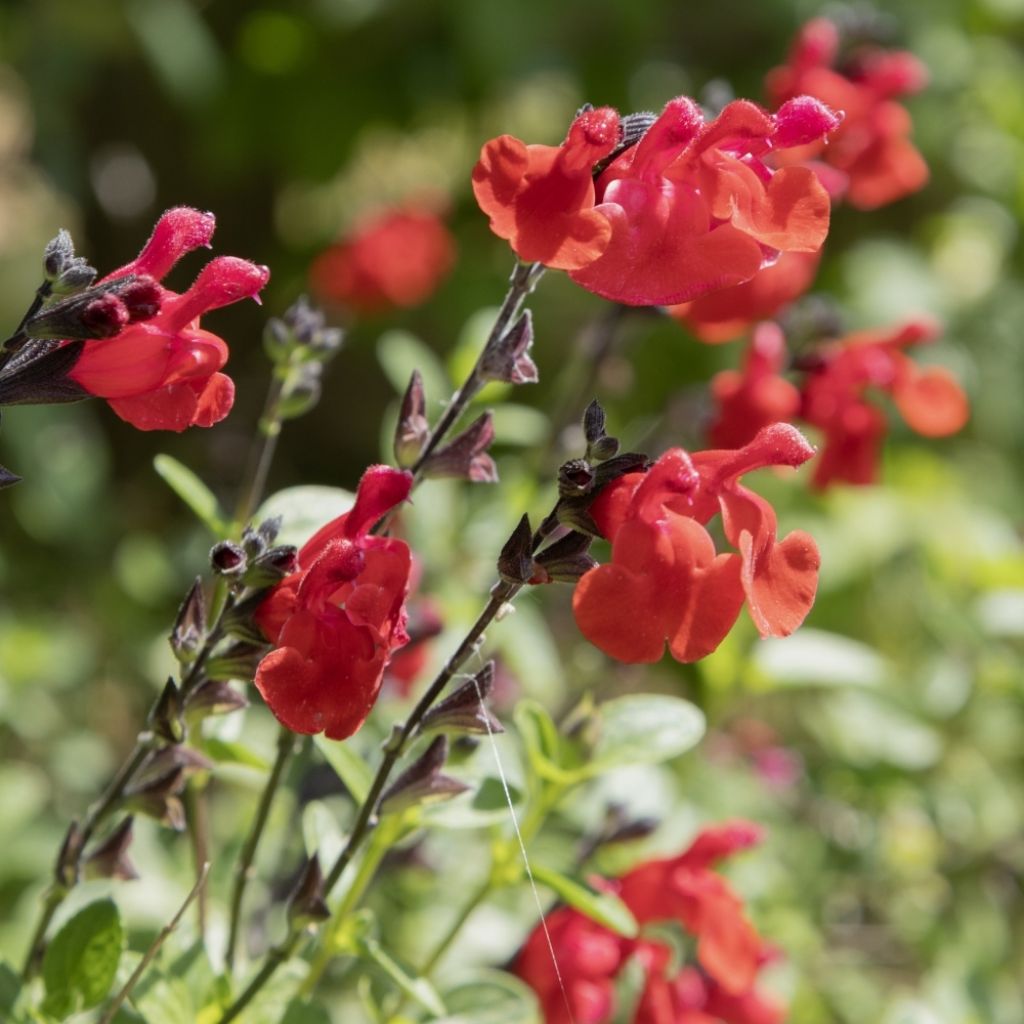 Sauge arbustive Reve Rouge - Salvia jamensis
