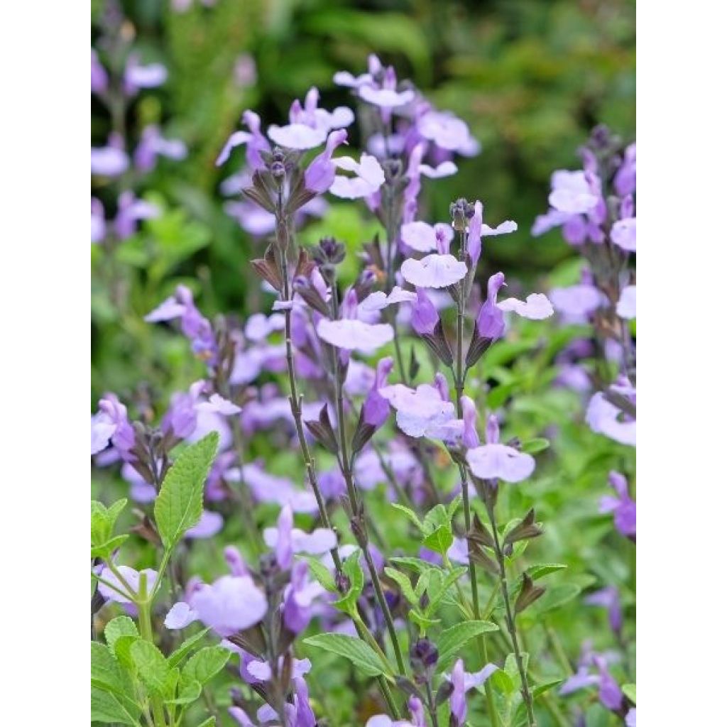 Sauge arbustive So Cool Pale Blue - Salvia microphylla