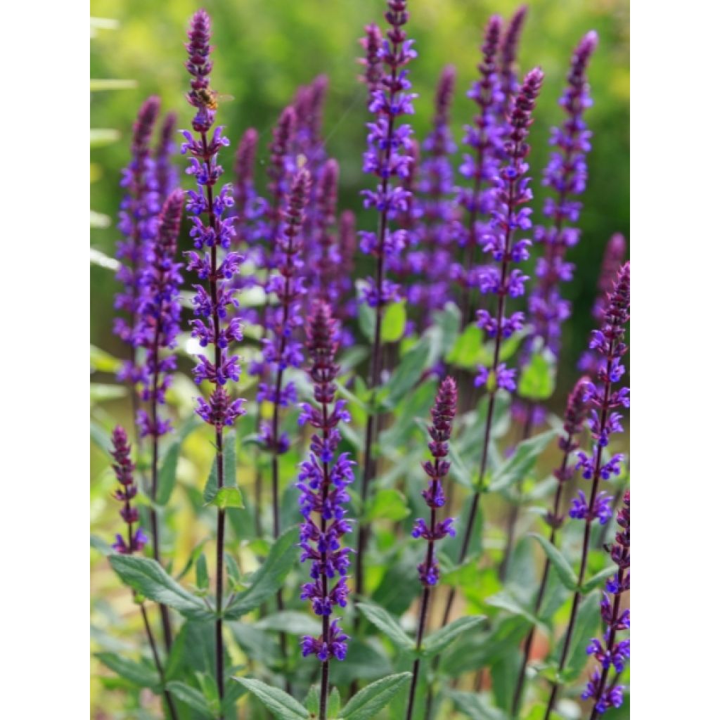 Sauge - Salvia nemorosa Caradonna