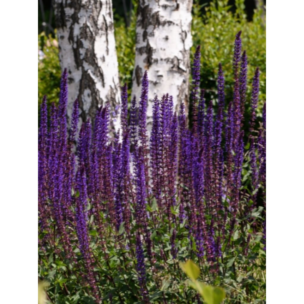 Sauge - Salvia nemorosa Caradonna