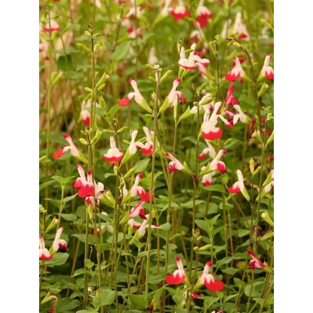 Sauge arbustive - Salvia microphylla Hot Lips