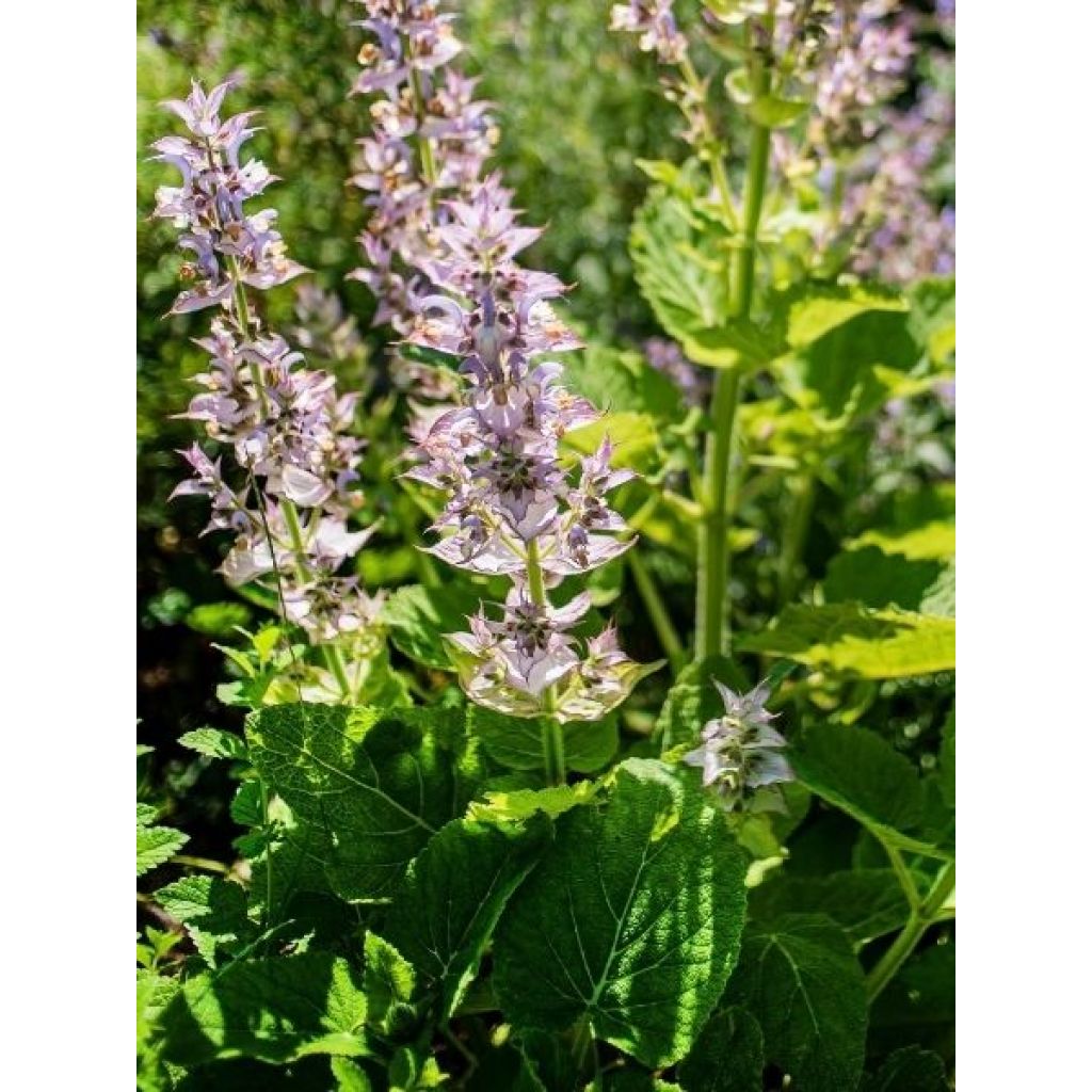 Sauge sclarée - Salvia sclarea