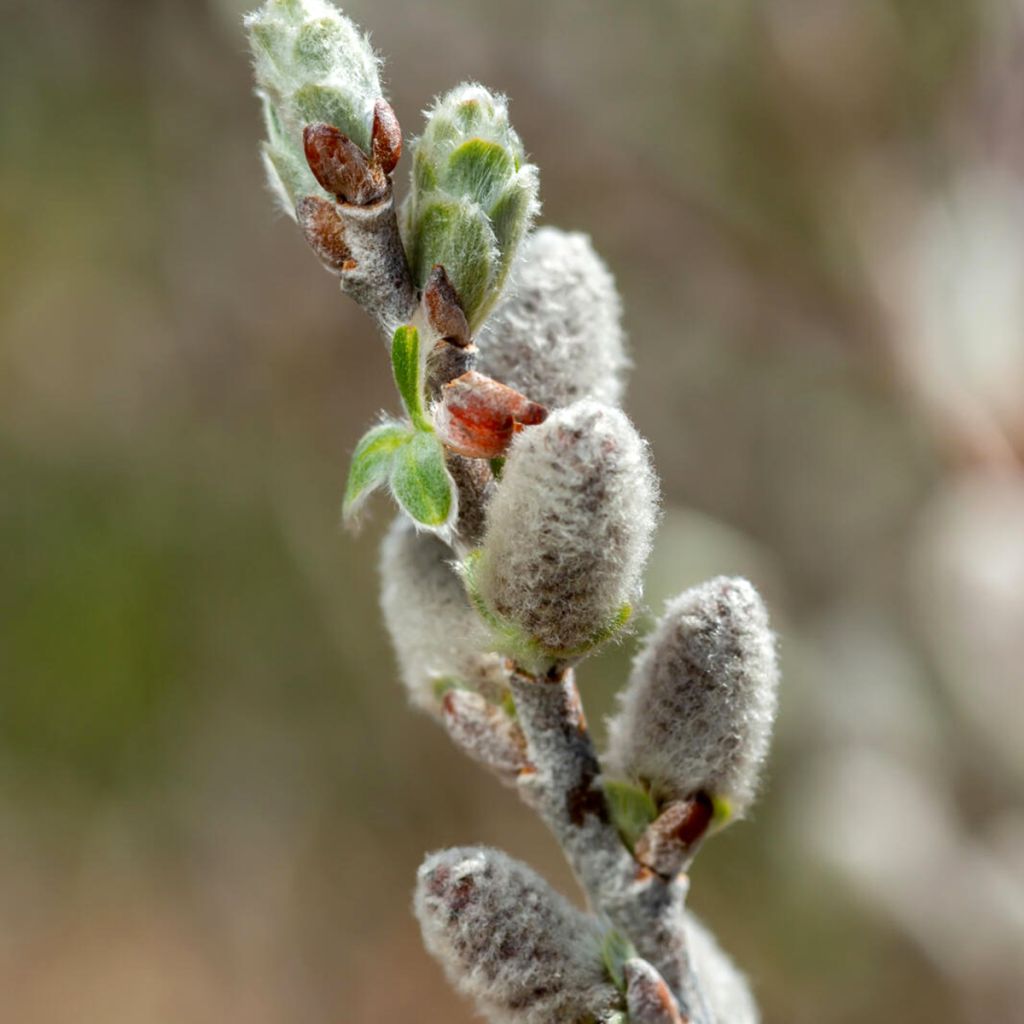 Saule tomenteux - Salix candida Iceberg Alley