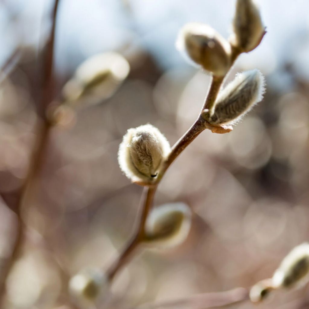 Saule tomenteux - Salix candida Iceberg Alley