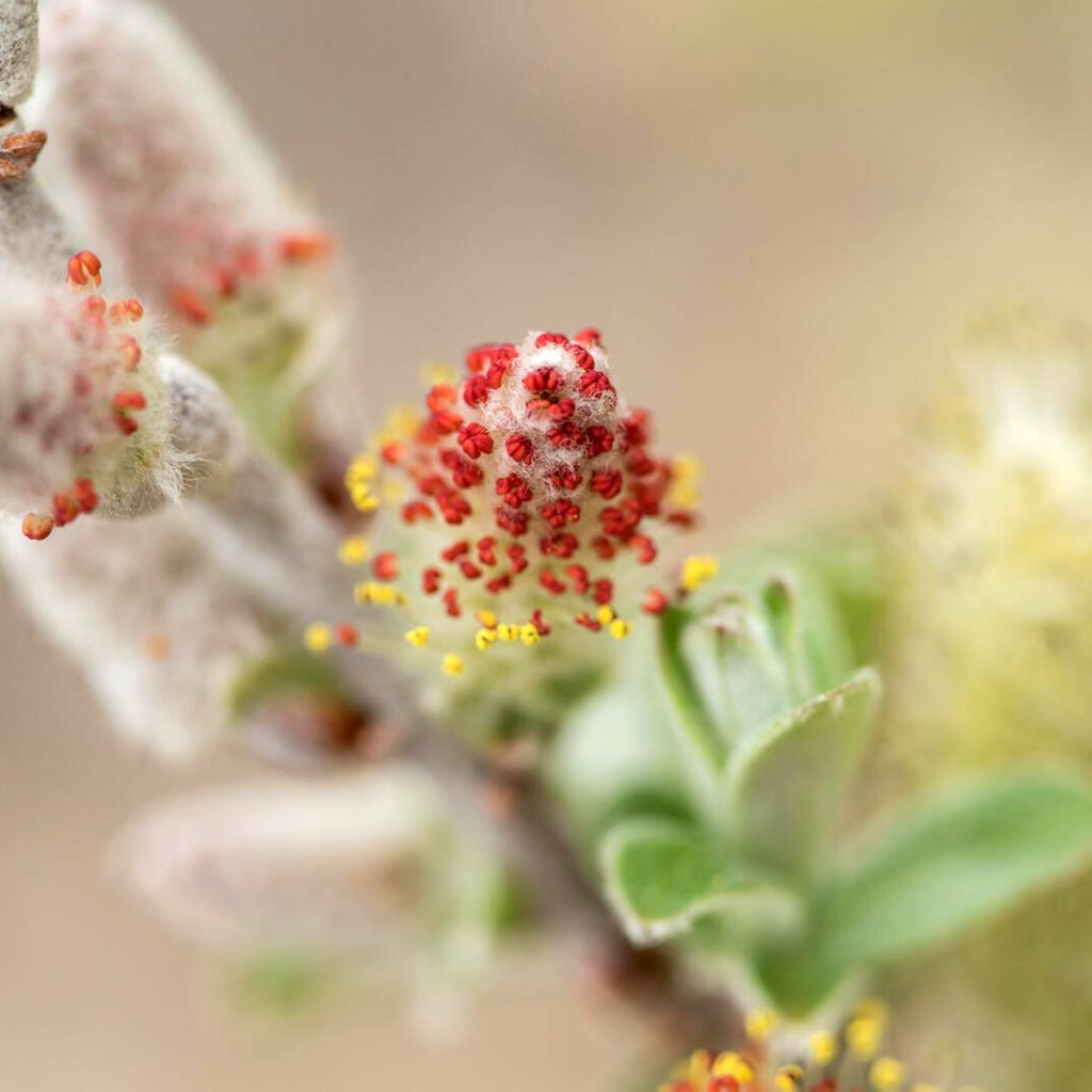 Saule tomenteux - Salix candida Iceberg Alley