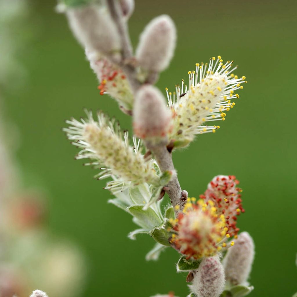 Saule tomenteux - Salix candida Iceberg Alley