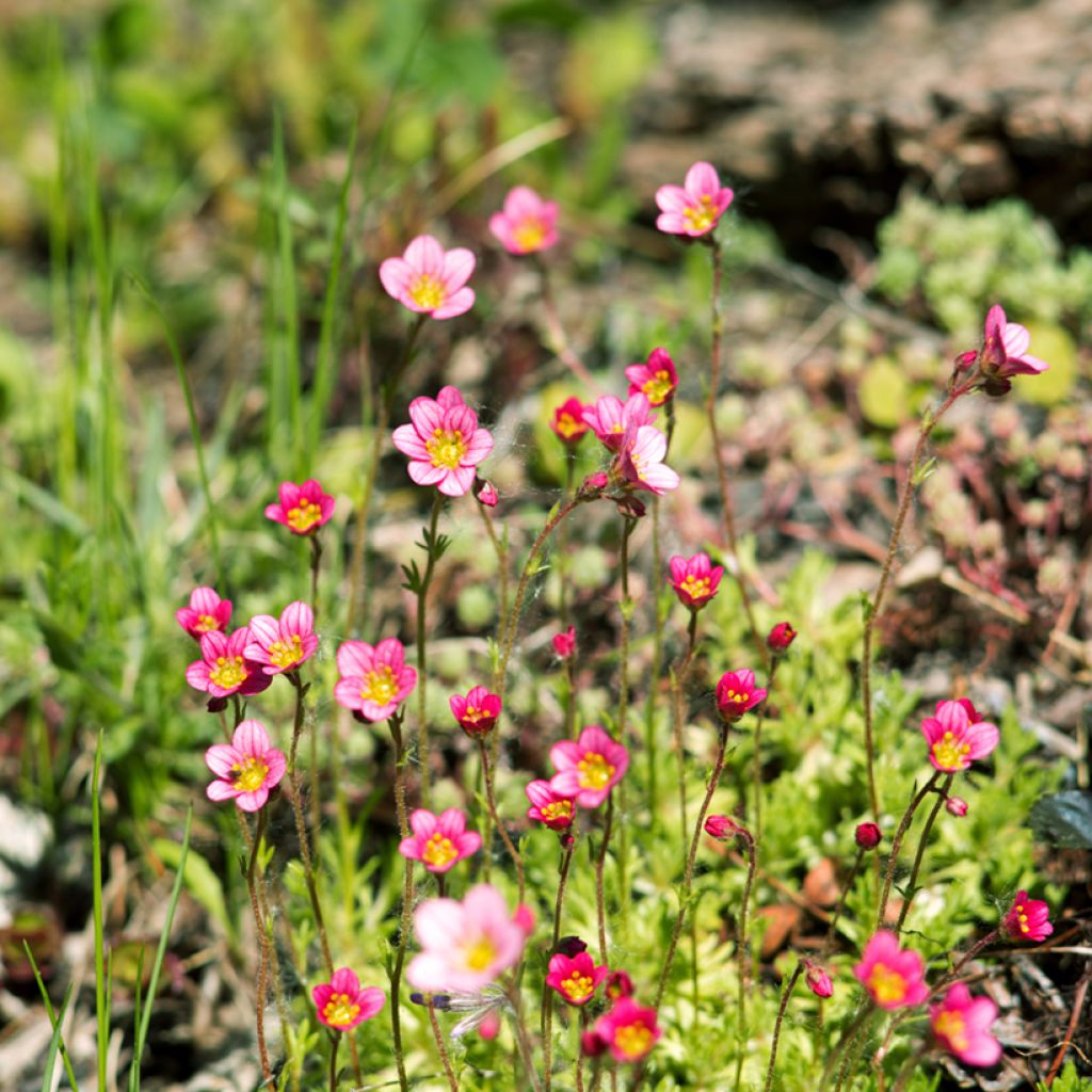 Saxifraga arendsii Peter Pan - Saxifrage mousse