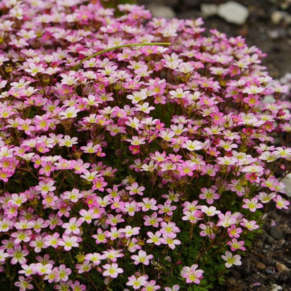 Saxifraga x arendsii Pixie - Saxifrage mousse