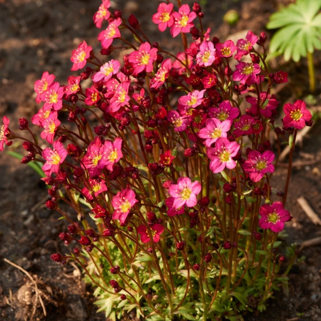 Saxifraga arendsii Purpurteppich - Saxifrage mousse