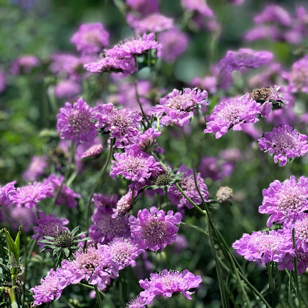Scabieuse columbaria Pink Mist