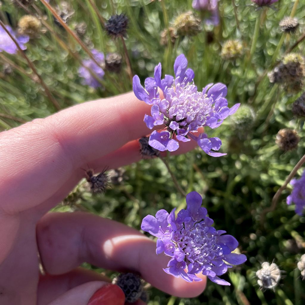 Scabiosa Nova Dew Drops - Scabieuse