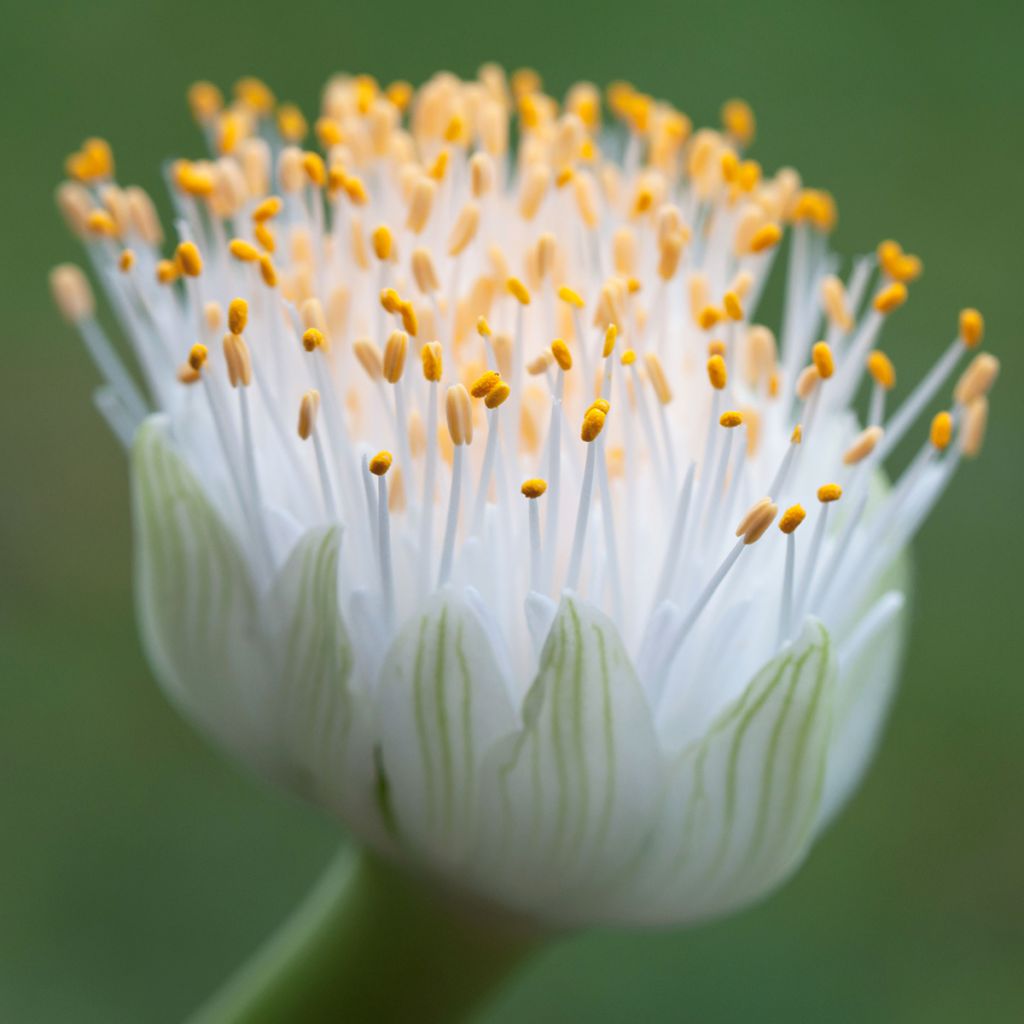 Haemanthus albiflos