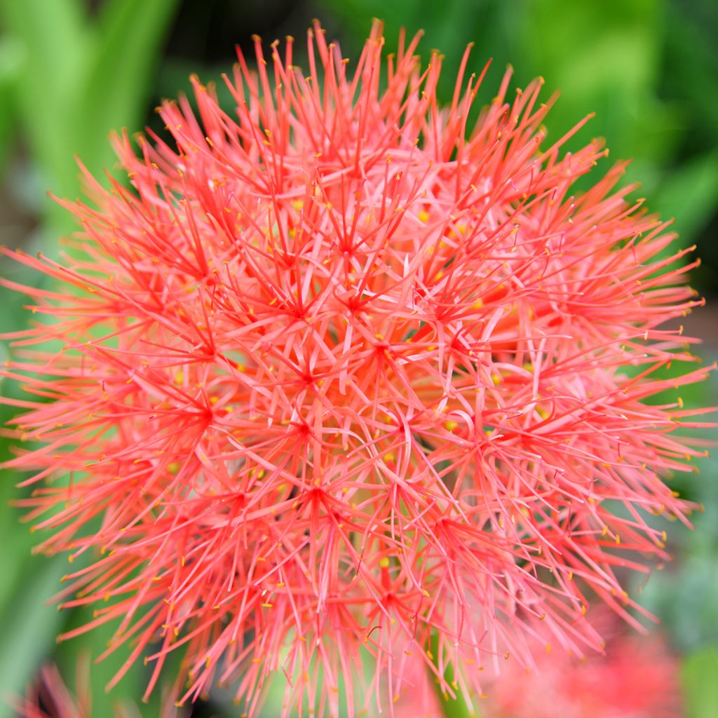 Scadoxus multiflorus