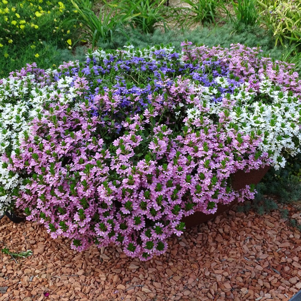 Scaevola Baby Pink Touch - Fleur éventail de fée