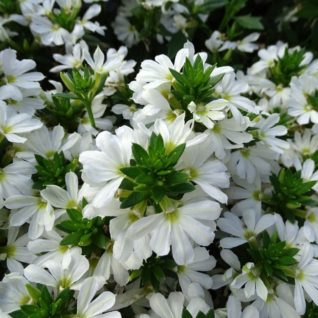 Scaevola Surdiva Blanc - Fleur éventail de fée