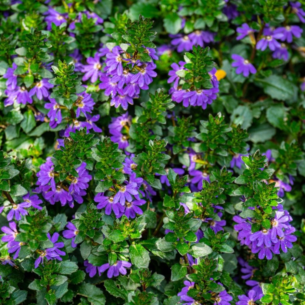Scaevola Blue Touch - Fleur éventail de fée