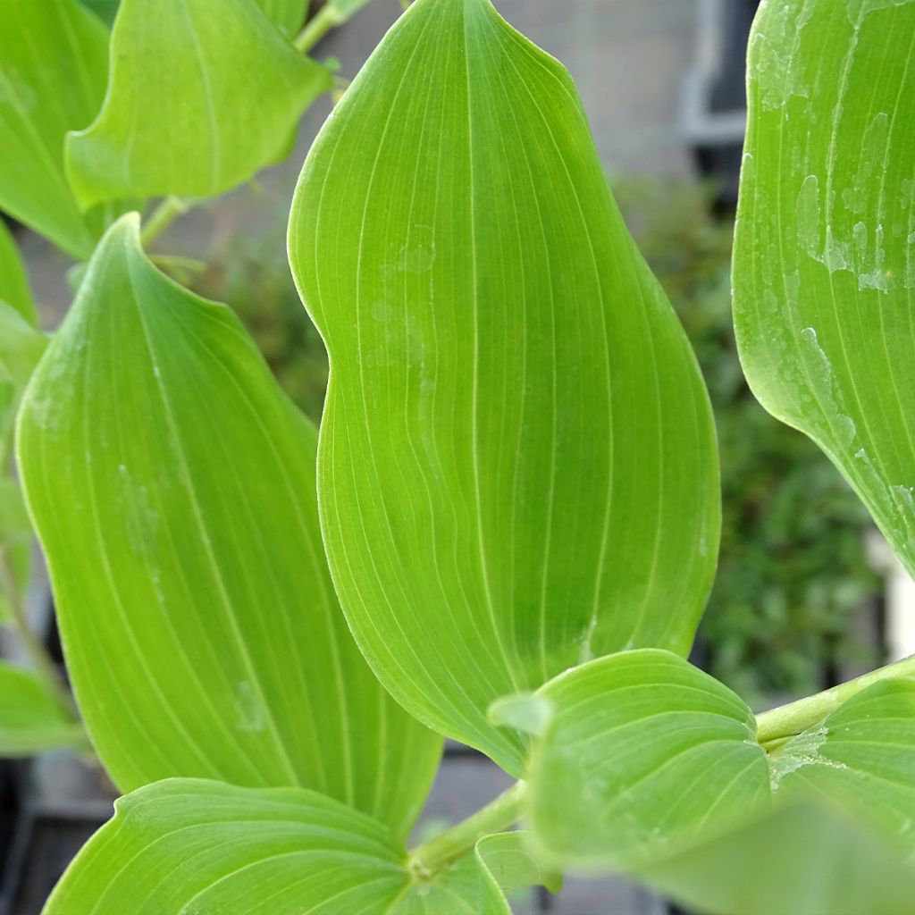 Sceau de Salomon - Polygonatum multiflorum