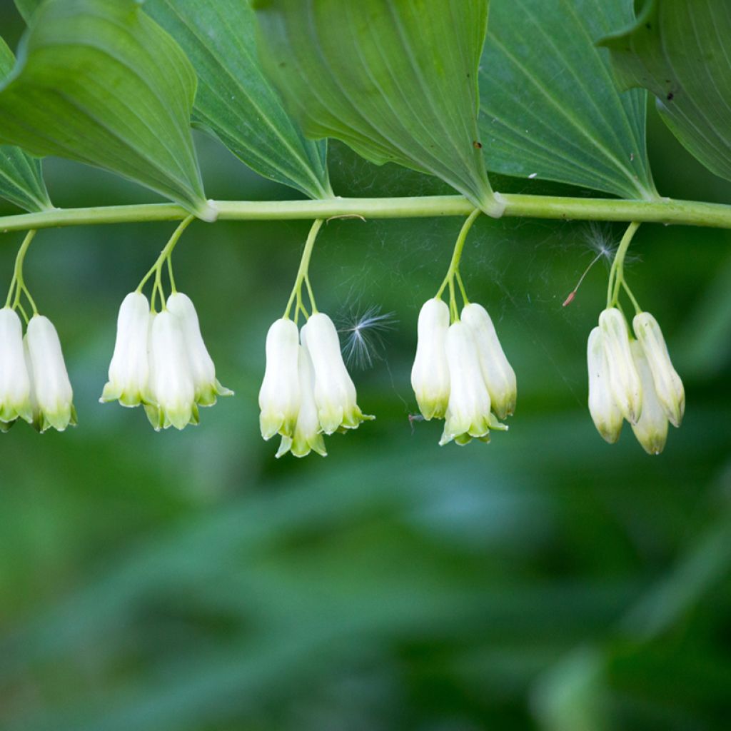 Sceau de Salomon - Polygonatum multiflorum
