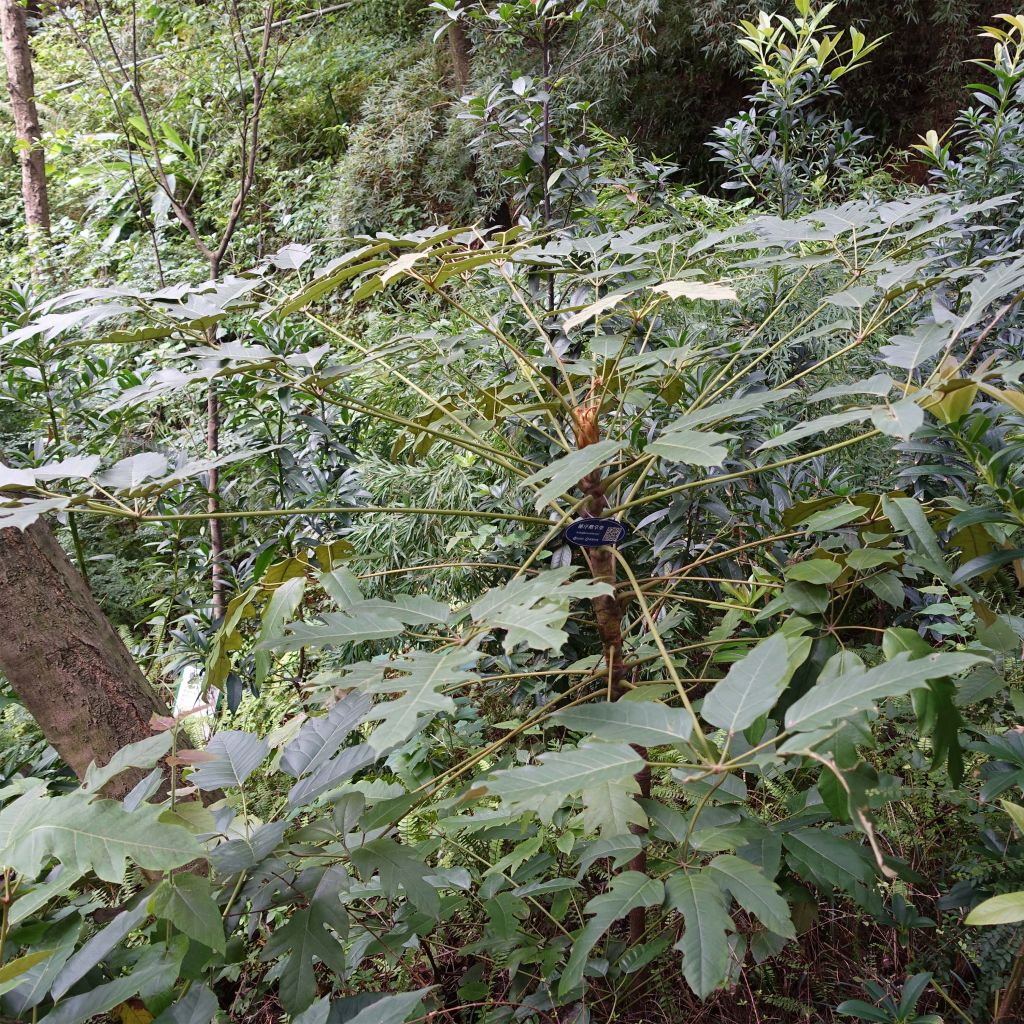 Schefflera delavayi