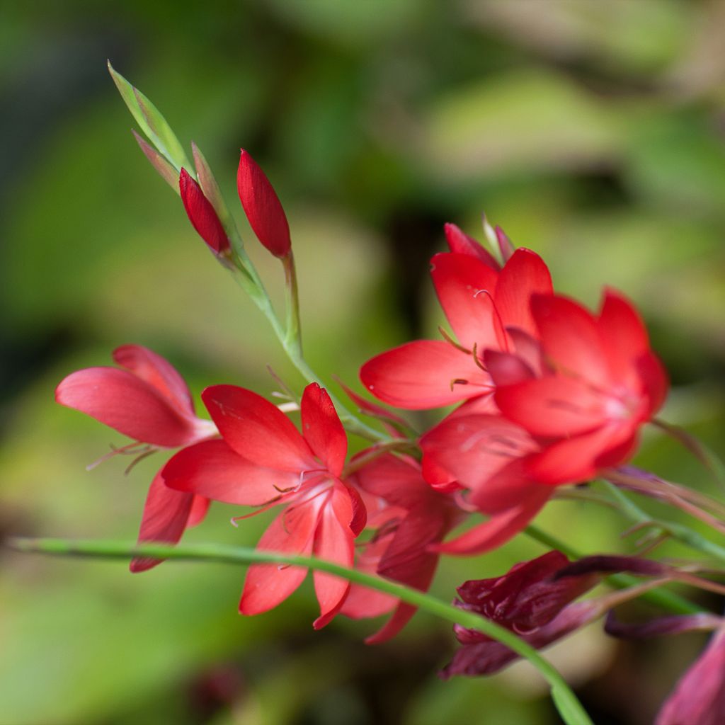Schizostylis coccinea Major - Lis des Cafres