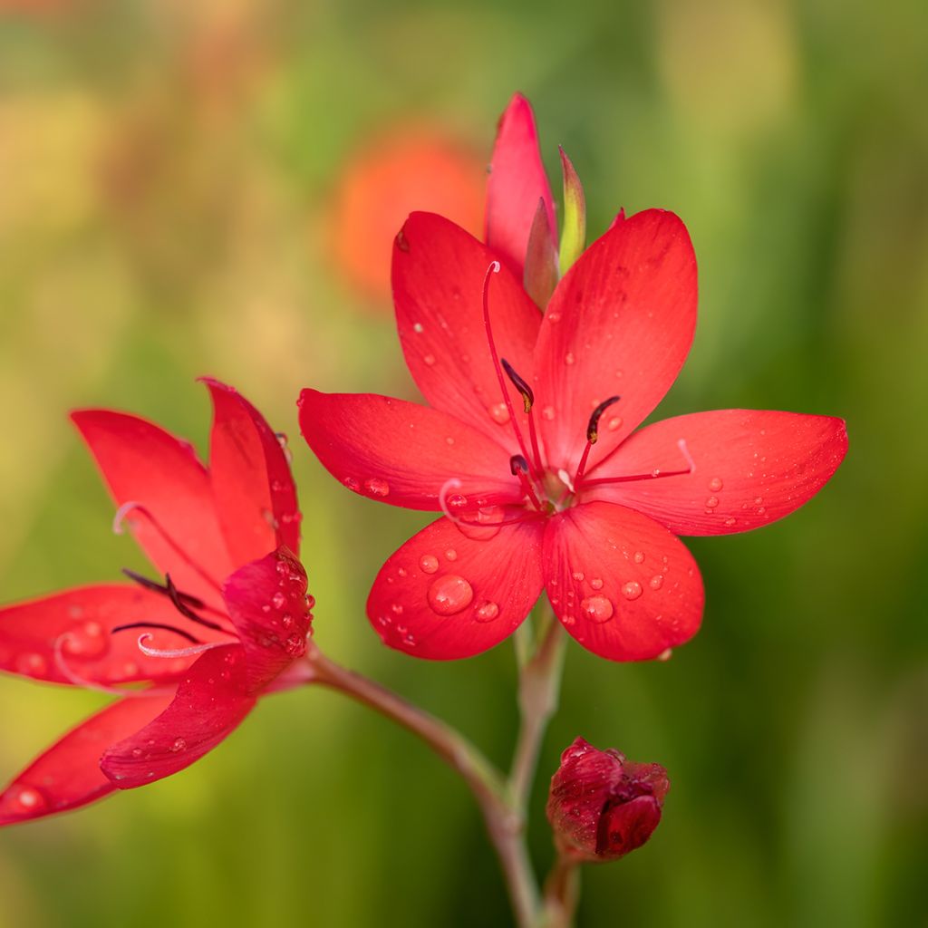 Schizostylis coccinea Major - Lis des Cafres