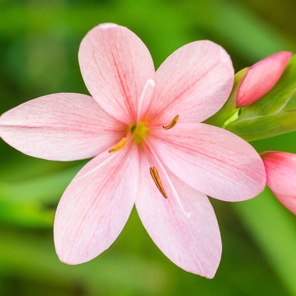 Schizostylis coccinea Rosea - Lis des Cafres