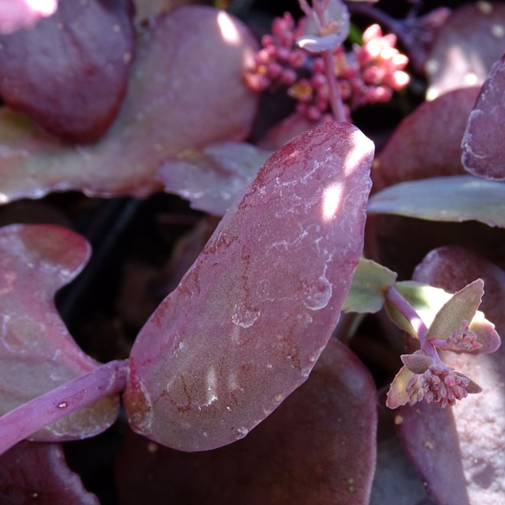 Sedum Chocolate Cherry - Orpin reprise