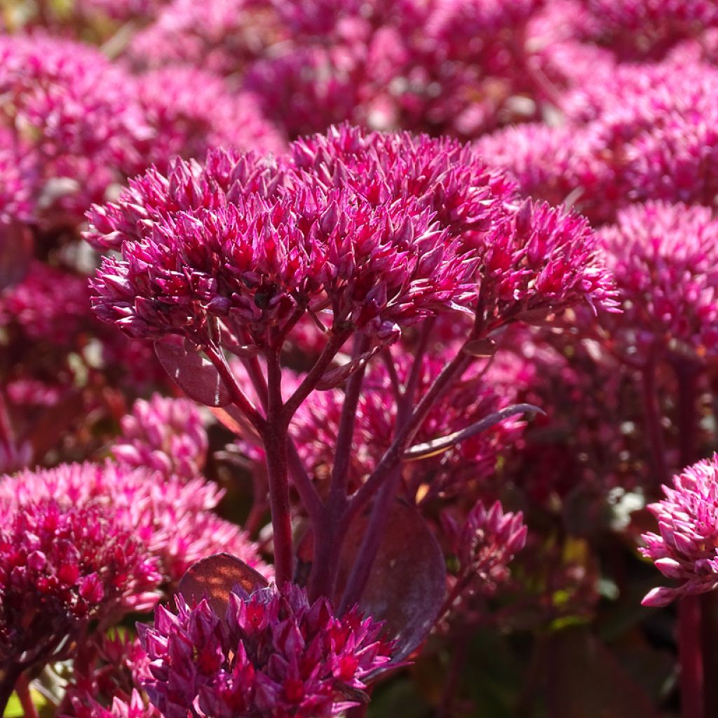 Sedum (Hylotelephium) Thunderhead - Orpin d'automne