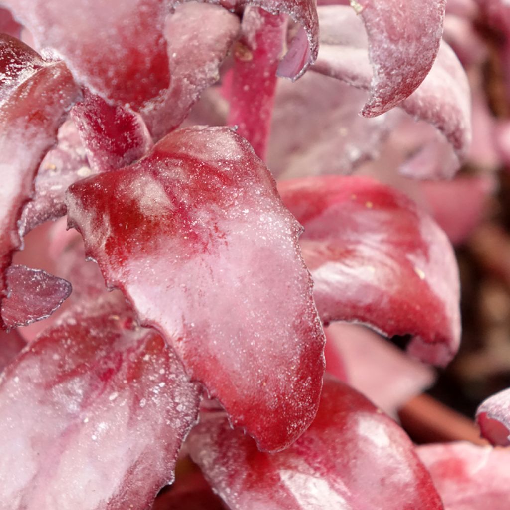 Sedum Mojave Jewels Diamond - Orpin d'automne 