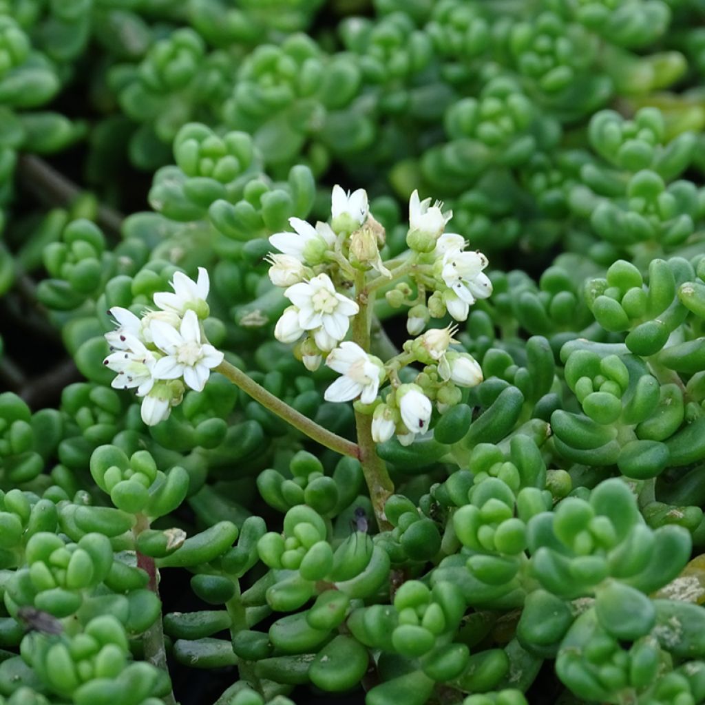 Sedum divergens - Orpin étalé ou divergent
